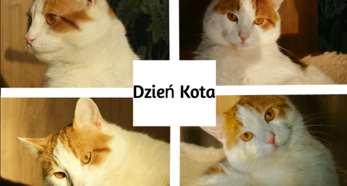 Międzynarodowy Dzień Kota. Historia i znaczenie święta 8 sierpnia