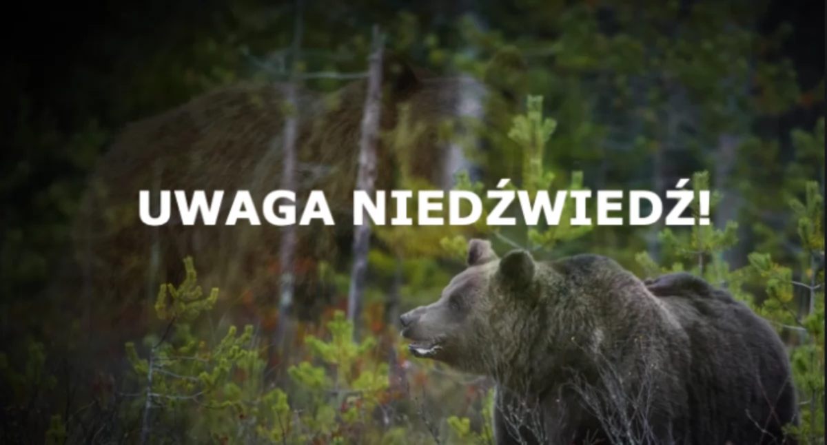 Niedźwiedź atakuje turystę w słowackich górach. Polak ranny