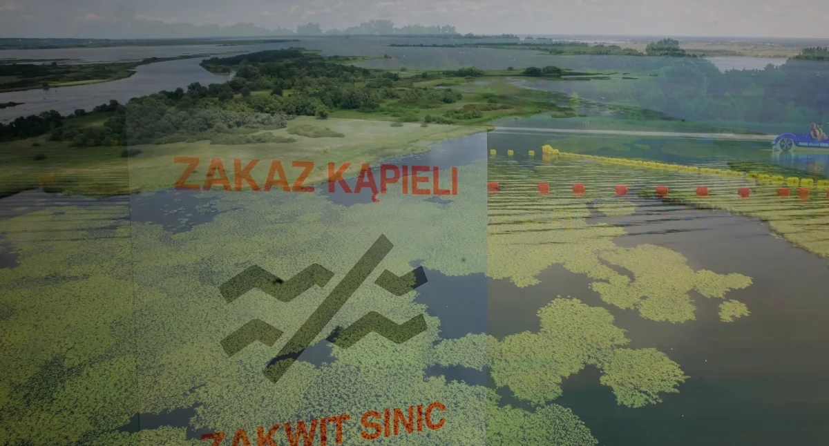 Sinice w jeziorze Dąbie. Kąpielisko w Szczecinie zamknięte