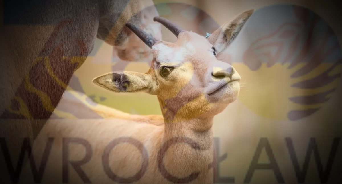 Śmierć jeleni we wrocławskim zoo. Podejrzenie zatrucia trującą rośliną