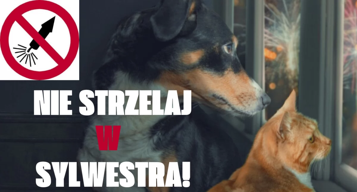 Zdjęcie kota i psa podczas pokazu fajerwerków. Nie strzelaj w Sylwestra