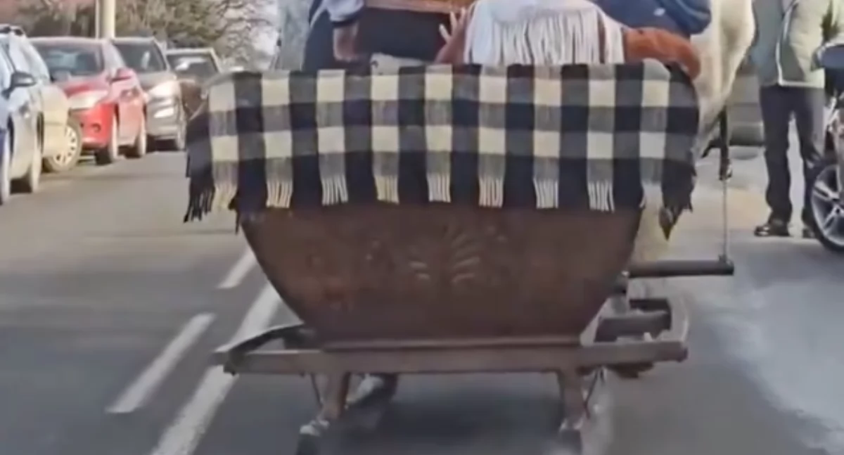 Góral ciągnie sanie z turystami po suchym asfalcie w miejscowości Ząb na Podhalu. Kadr z nagrania zdarzenia 