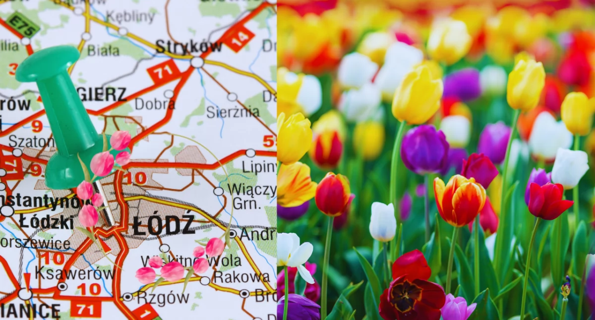 Łódź: 30 odmian tulipanów w jednym miejscu – atrakcja na Wielkanoc
