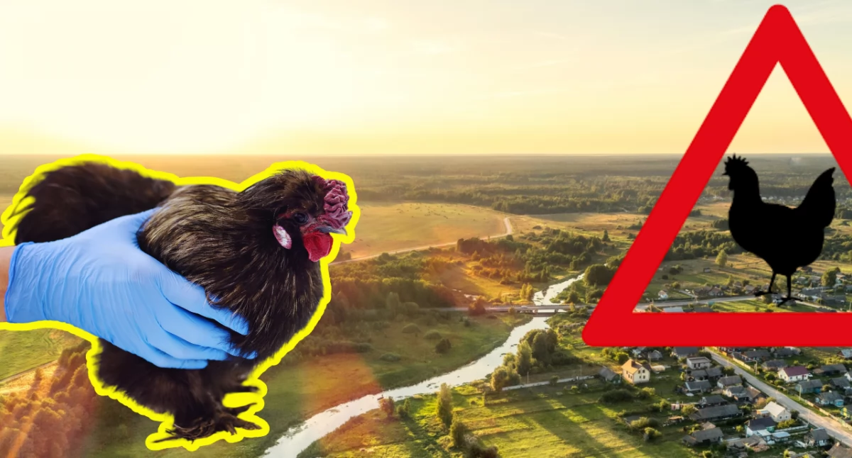 Ptasia grypa atakuje Wielkopolskę
