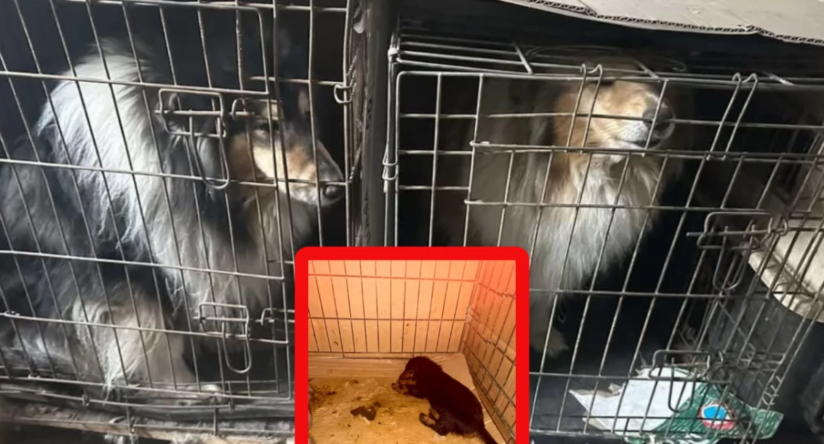 Hodowla bez zezwoleń w Jędrzejowie – śledztwo w sprawie znęcania się nad zwierzętami