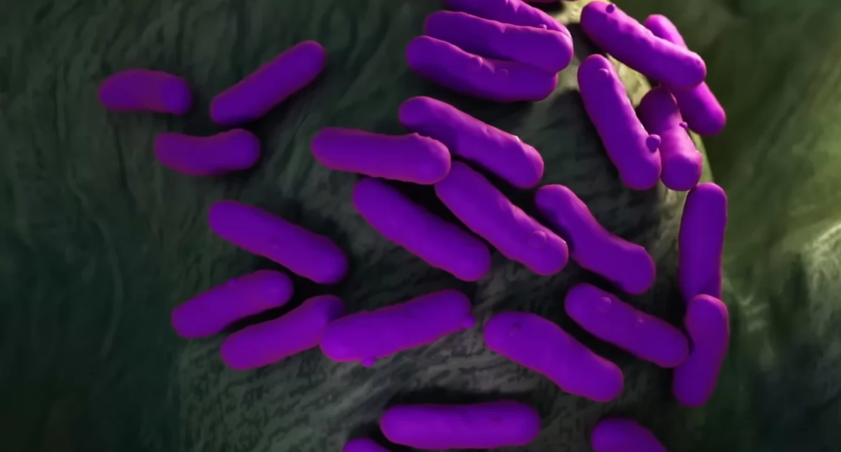 Wystawa „Anatomia zarazy” we Fromborku. Historia epidemii, lęku i przetrwania