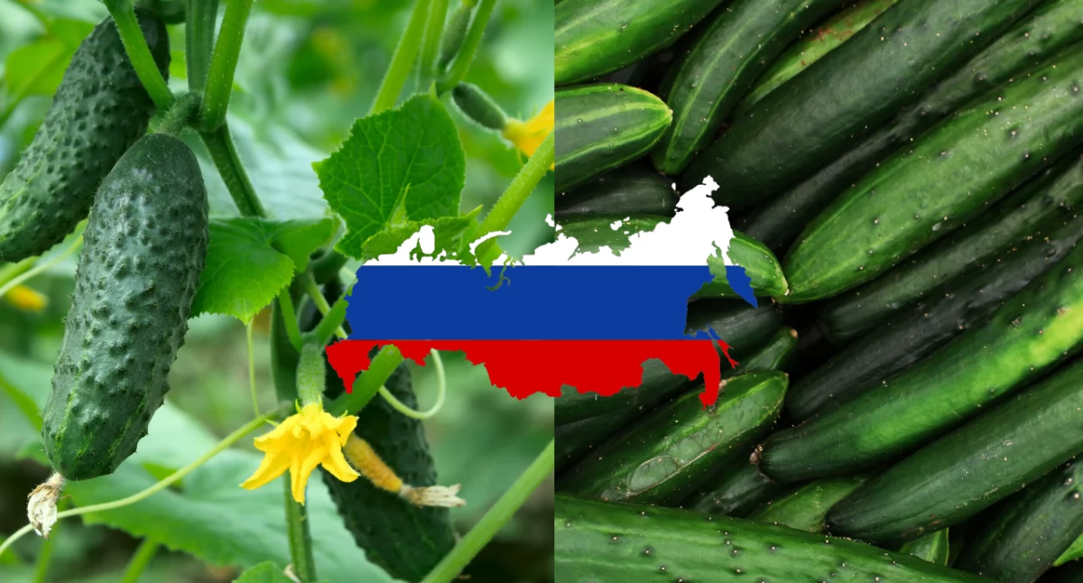 Polska importuje ogórki z Rosji mimo napięć i sankcji
