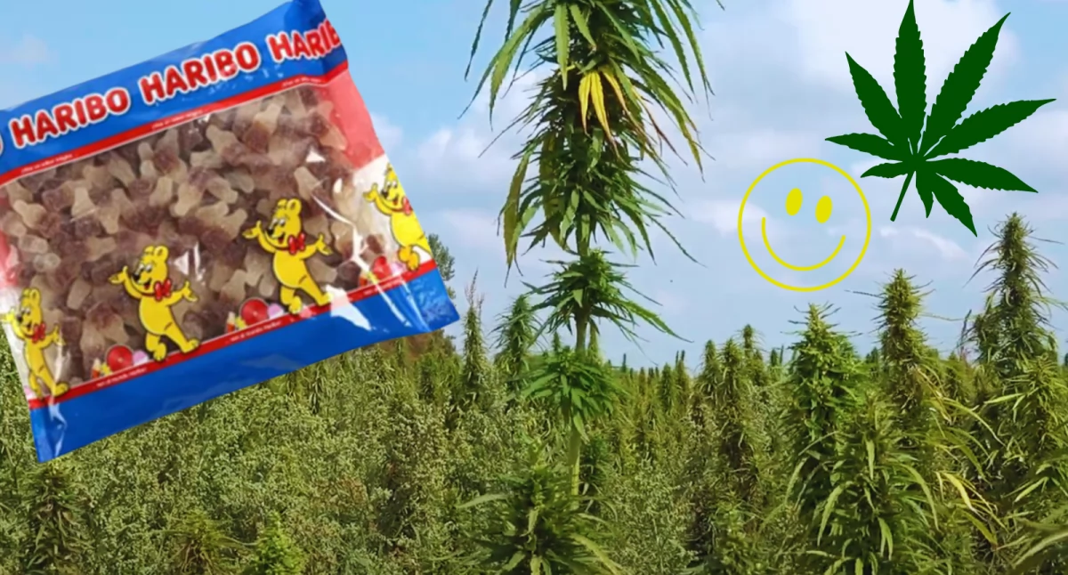 Zdjęcie żelków firmy Haribo. Znaleziono w nich konopie indyjskie