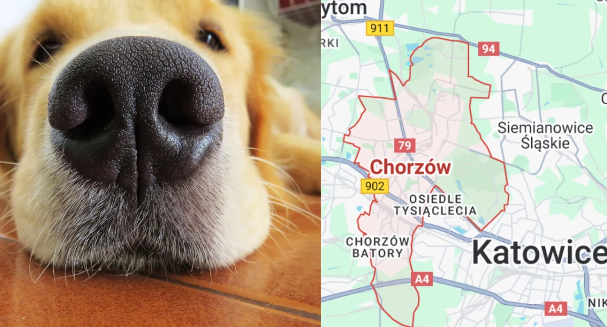 Dogoterapia w Chorzowie