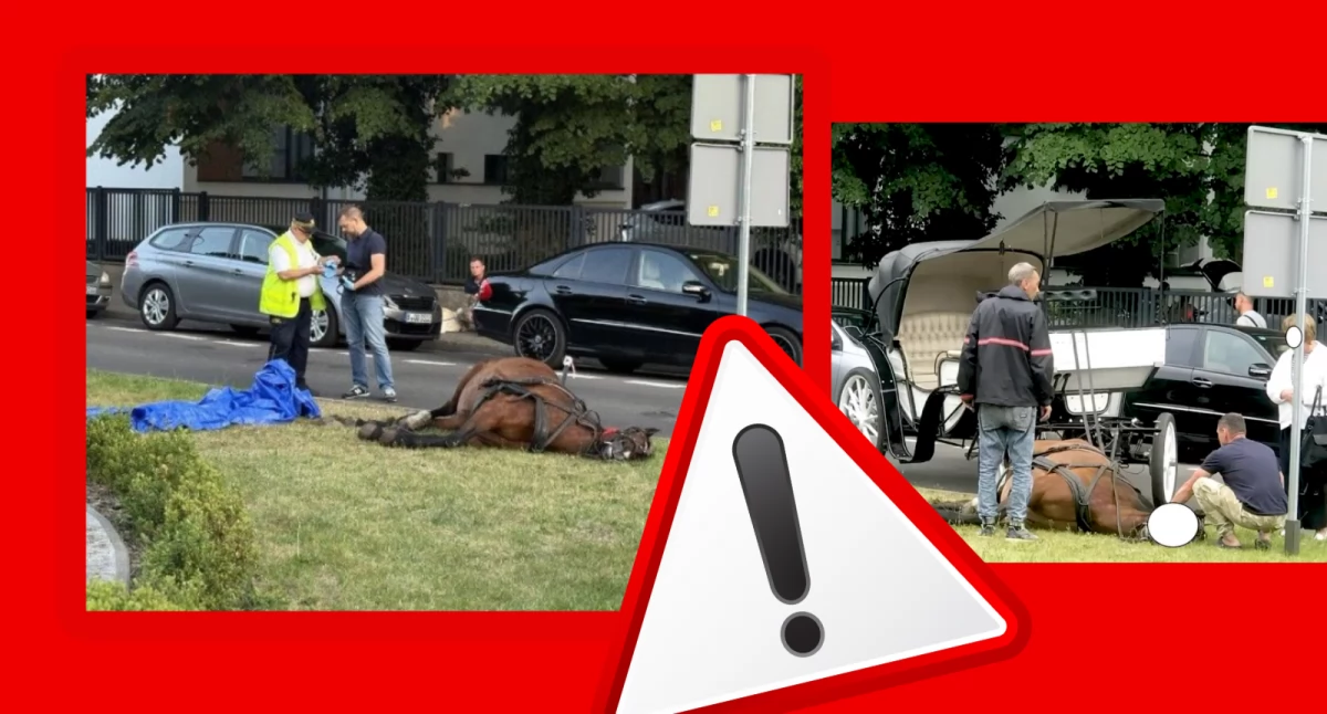 Zdjęcie z miejsca wypadku klaczy w Świnoujściu