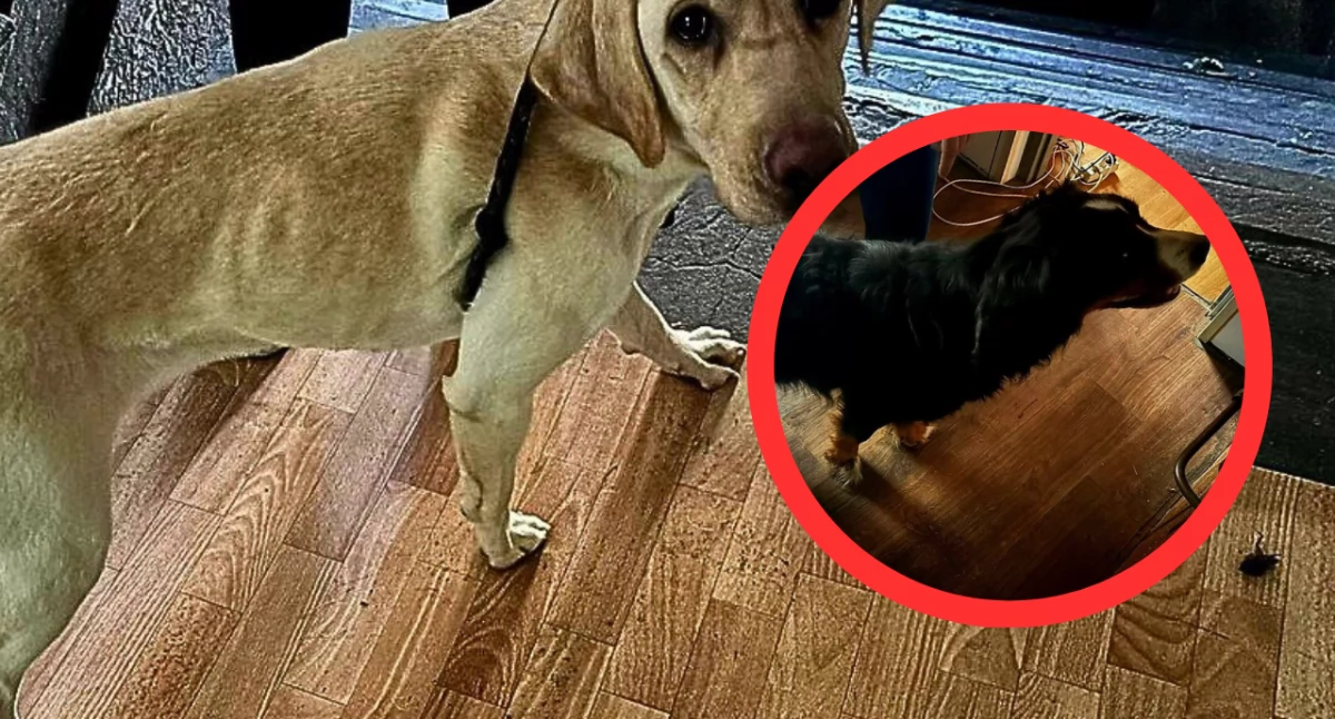 Interwencja policji i weterynarii w Katowicach. Psy żyły w dramatycznych warunkach