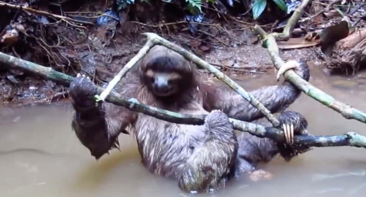 Leniwiec przyszedł na świat w Orientarium Łódź w 