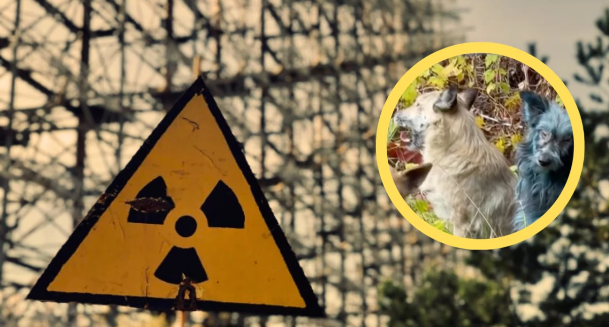 Psy w Czarnobylu świecą na niebiesko. Organizacja ujawnia zaskakujące fakty
