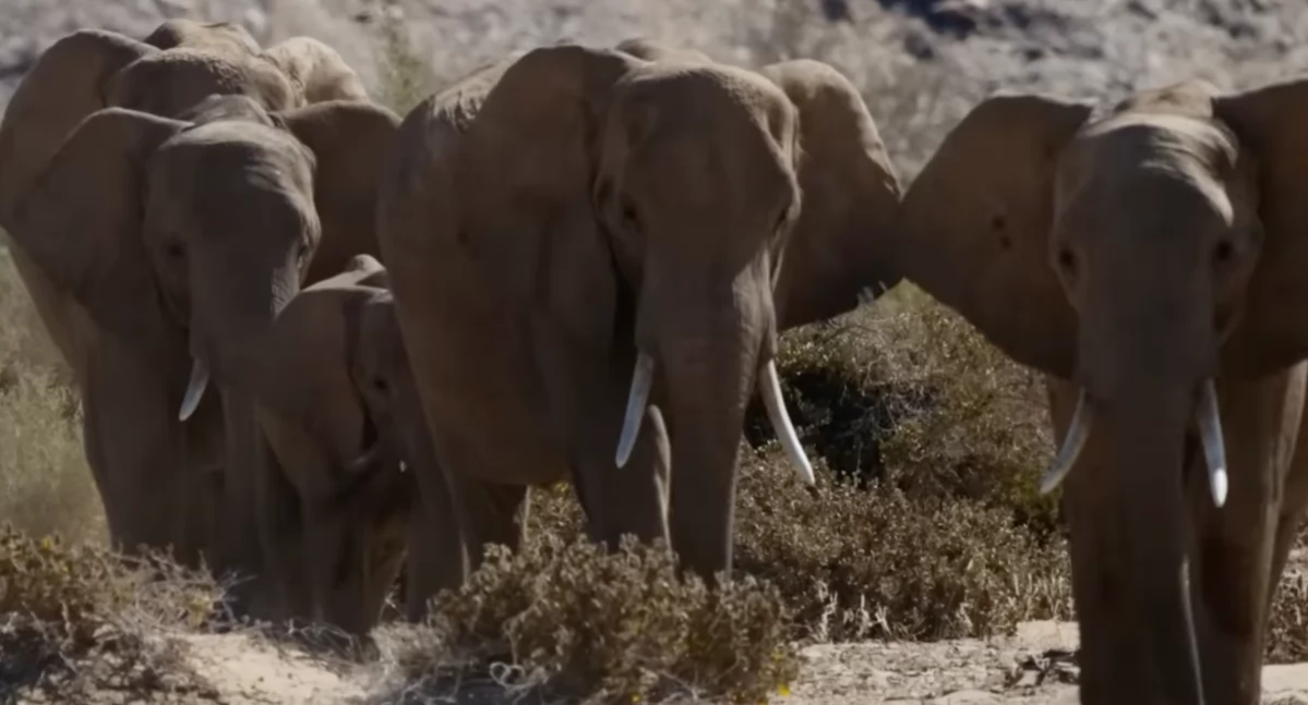 Schronisko dla słoni w Portugalii. Nowe życie dla zwierząt z cyrków i zoo