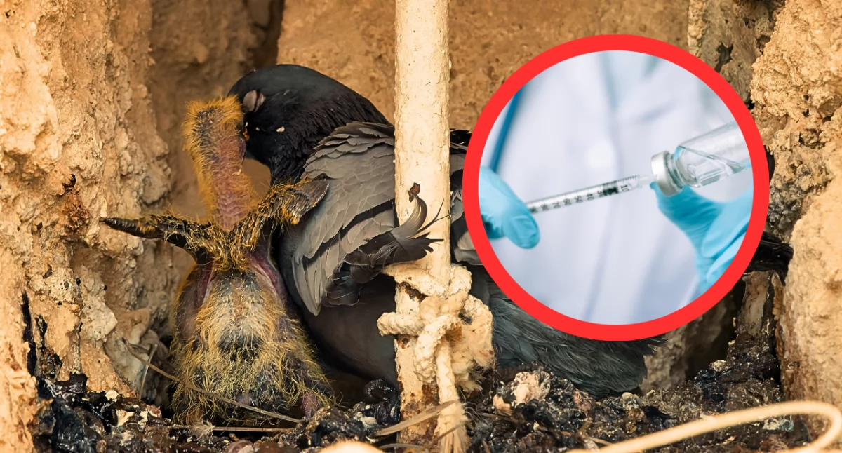 KFHDiPJ proponuje program szczepień niosek przeciw grypie ptaków