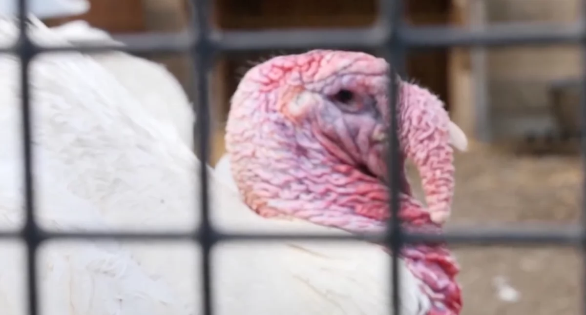 Nowe ognisko ptasiej grypy w Czechach – dramat hodowców w Valdikovie