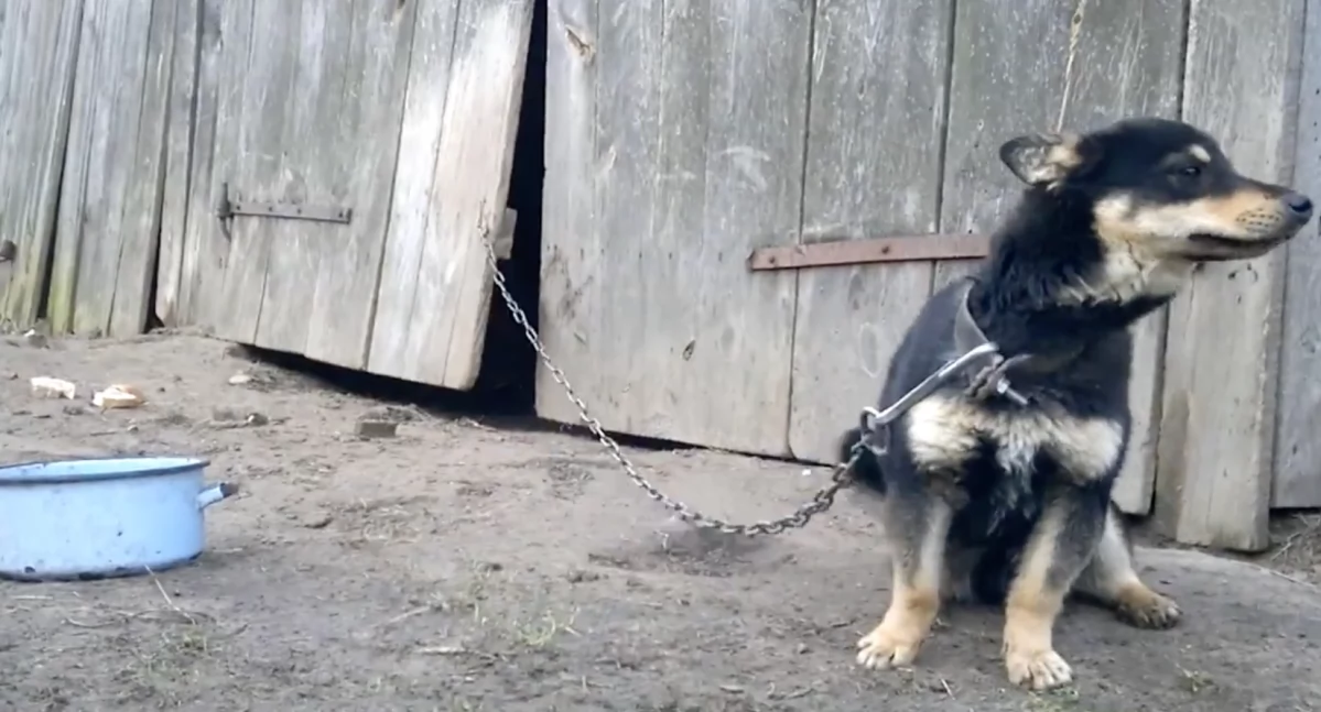 Nowe przepisy o ochronie zwierząt w Słowenii. Koniec psów na uwięzi i wysokie grzywny