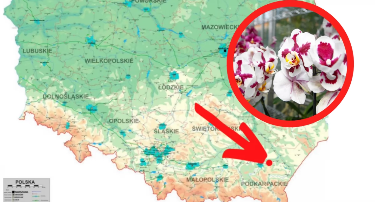 Kwitnące Cattleye w Łańcucie. Wyjątkowa atrakcja jesieni w zamkowej storczykarni