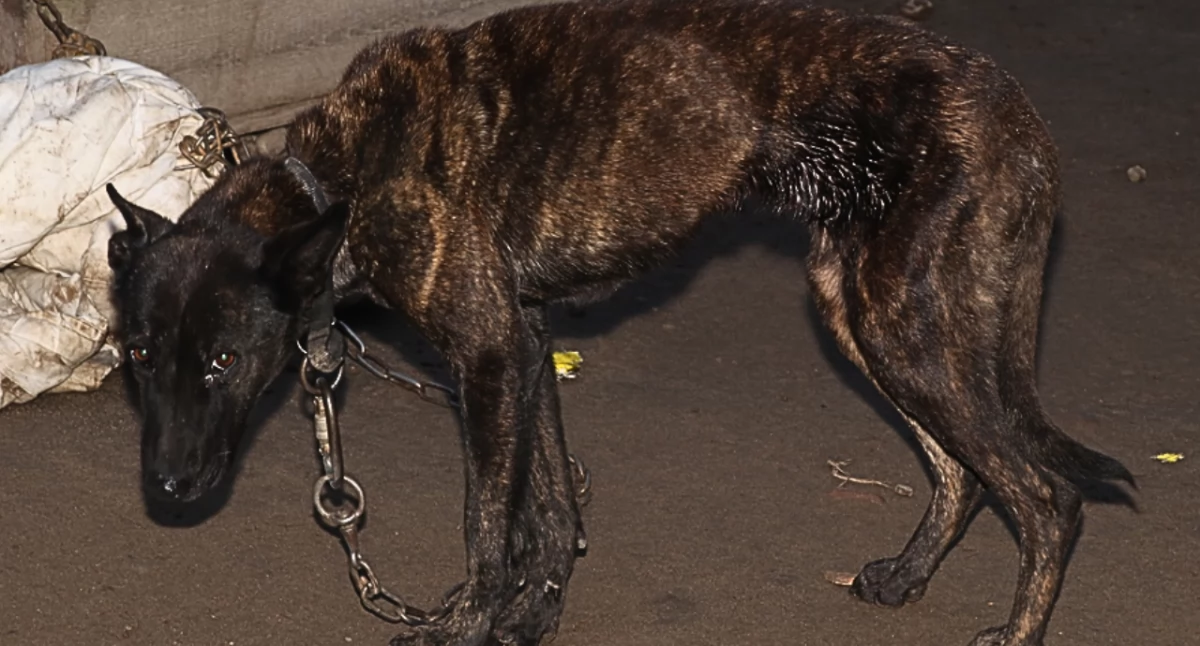 Policja interweniuje w sprawie wychudzonych psów w gminie Raczki