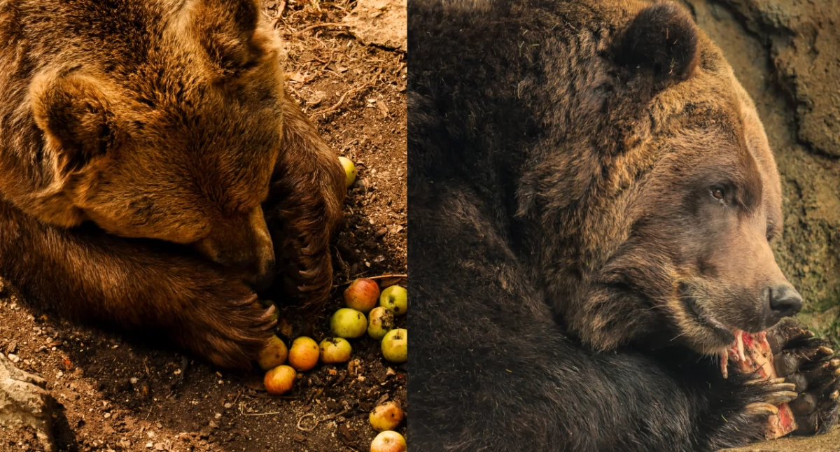 Naukowcy odkrywają, jak wszystkożercy adaptują się do globalnych zmian środowiska