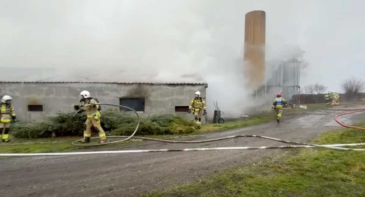 Tragiczny pożar kurnika w powiecie kłobuckim. Spłonęło około 23 tysiące kurcząt