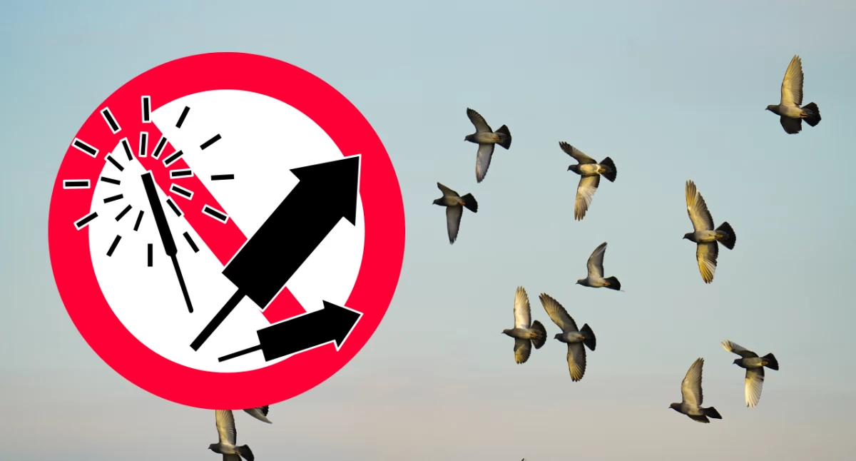 Sylwester groźny dla ptaków. Naukowcy alarmują