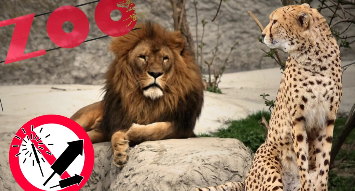 Fajerwerki szkodzą zwierzętom. Apel warszawskiego zoo i parku narodowego