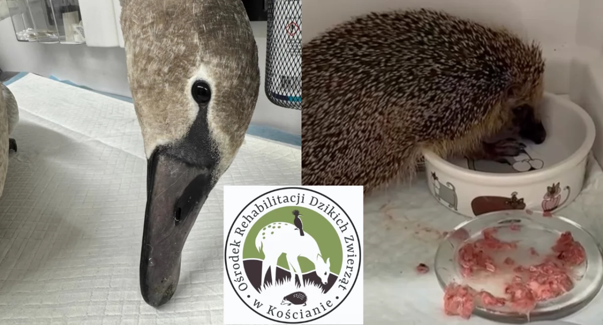 Poznań pomaga dzikim zwierzętom. Ponad 2800 interwencji w jednym roku