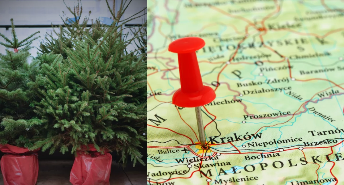 Kraków sadzi choinki po świętach. Trwa miejska akcja „Choinka”