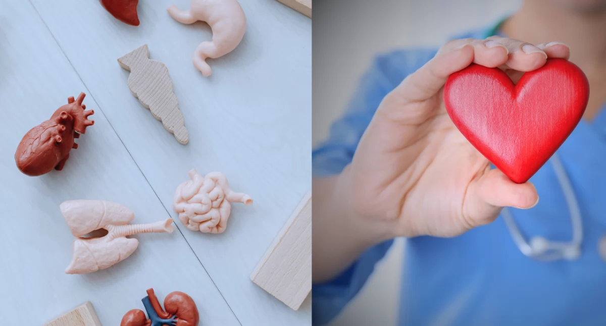 Poltransplant: Polska z rekordem transplantacji. Najwięcej w historii przeszczepów