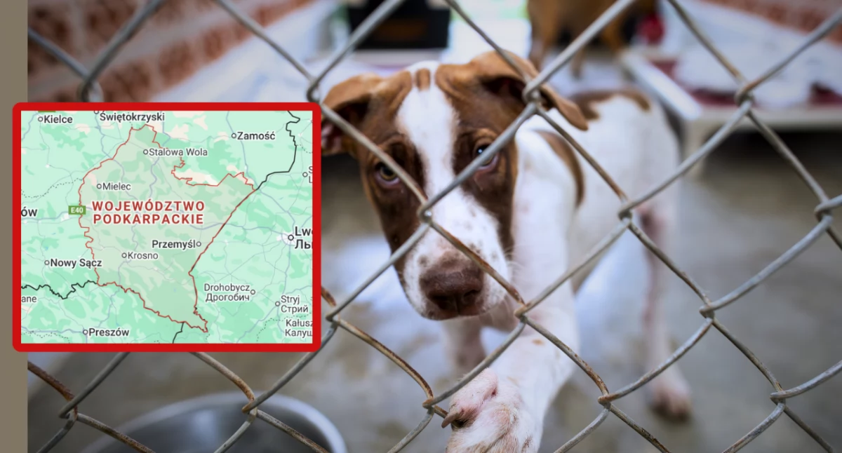 Schroniska dla zwierząt na Podkarpaciu pod kontrolą. Brak uchybień po wizytacjach