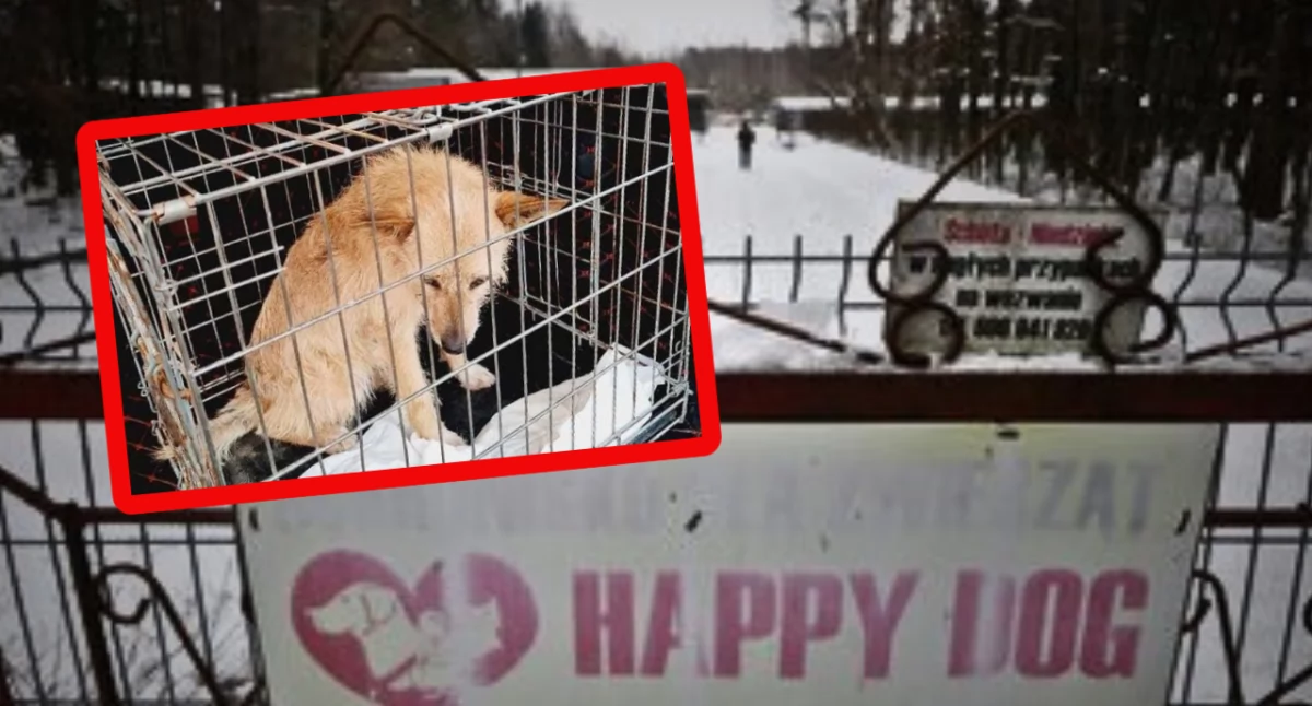 Schronisko w Sobolewie zamknięte. MSWiA i weterynaria reagują po licznych uchybieniach