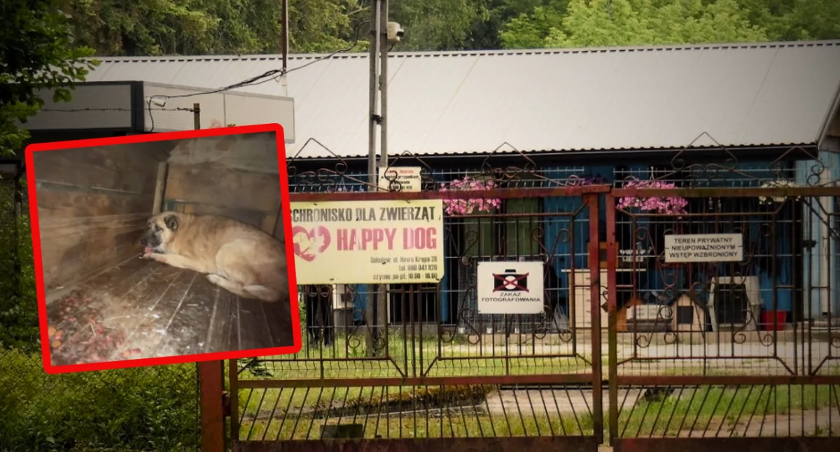 Ponad sto psów trafiło do Wojtyszek. Zakończono ewakuację zwierząt z Sobolewa