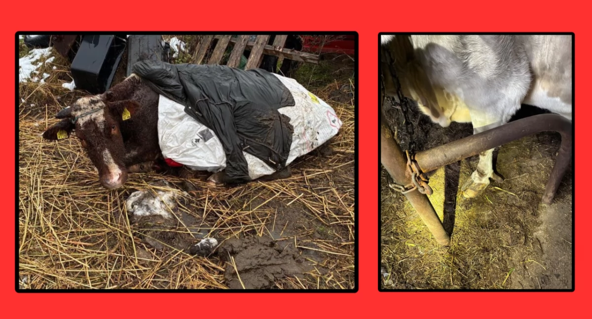 Powiat moniecki. Krowy w skrajnych warunkach. Właściciel gospodarstwa z zarzutem znęcania się nad zwierzętami
