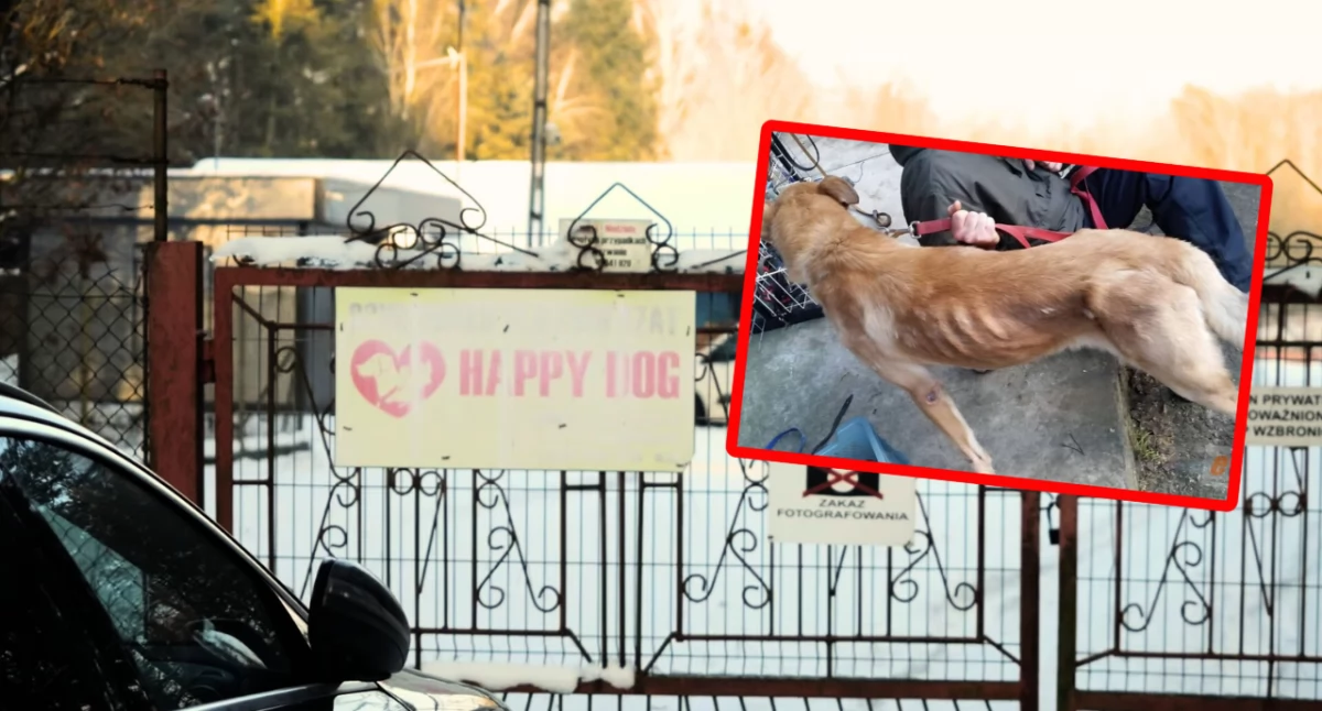 Brak ewidencji zwierząt przyczyną zamknięcia schroniska w Sobolewie