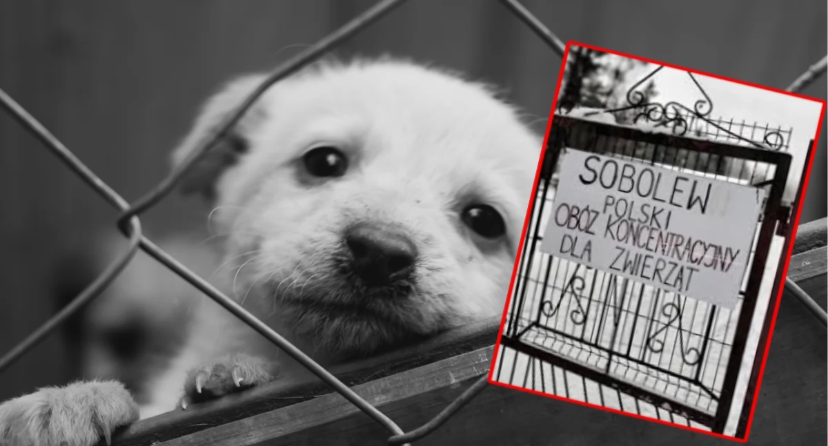 Bezdomne psy i koty w Polsce. Patoschroniska i systemowa patologia