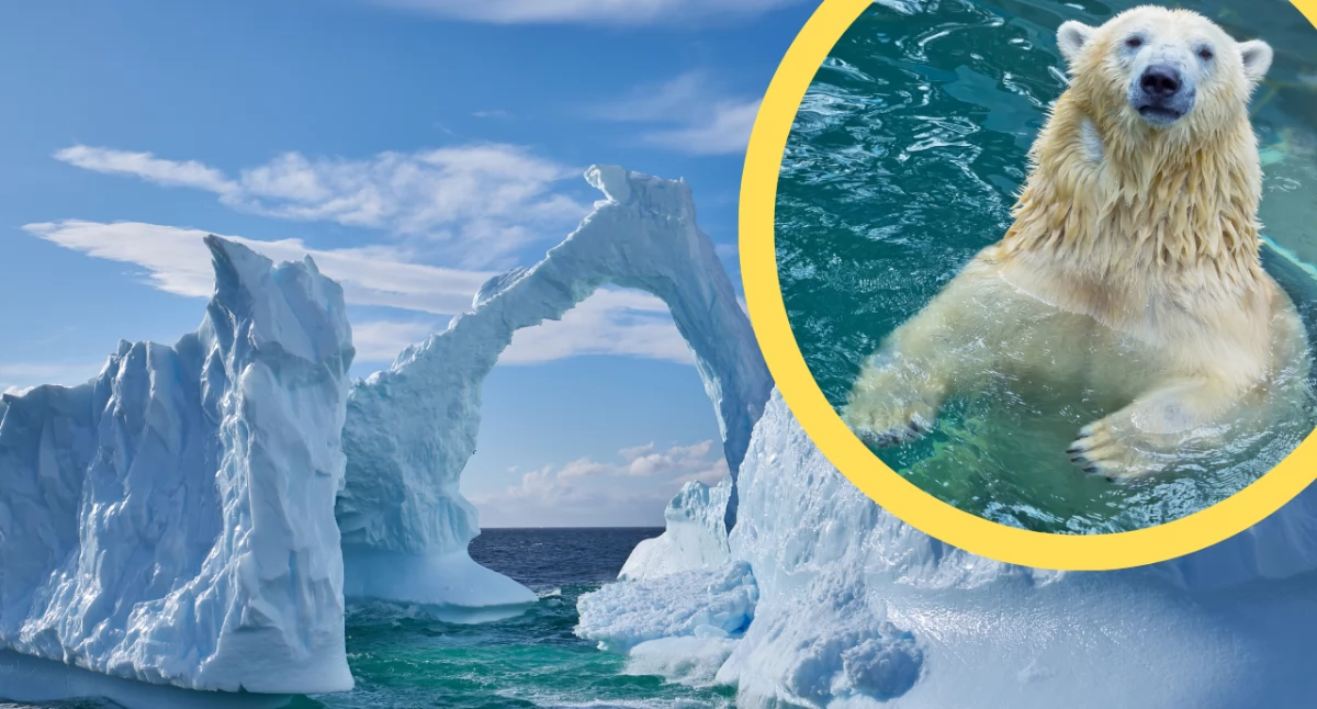 Hornsund i niedźwiedzie polarne. Arktyczna codzienność pod znakiem bezpieczeństwa