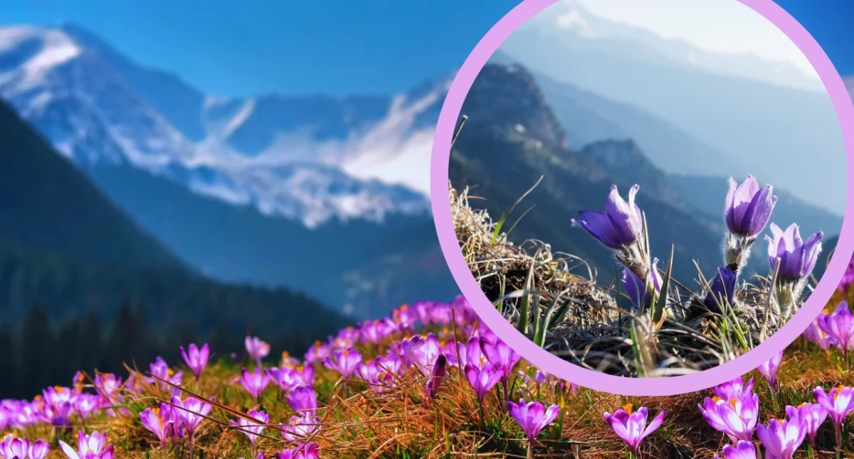 Wiosna w Tatrach nabiera tempa. Pierwsze krokusy już zakwitły, ale śnieg wciąż zalega w wyższych partiach gór