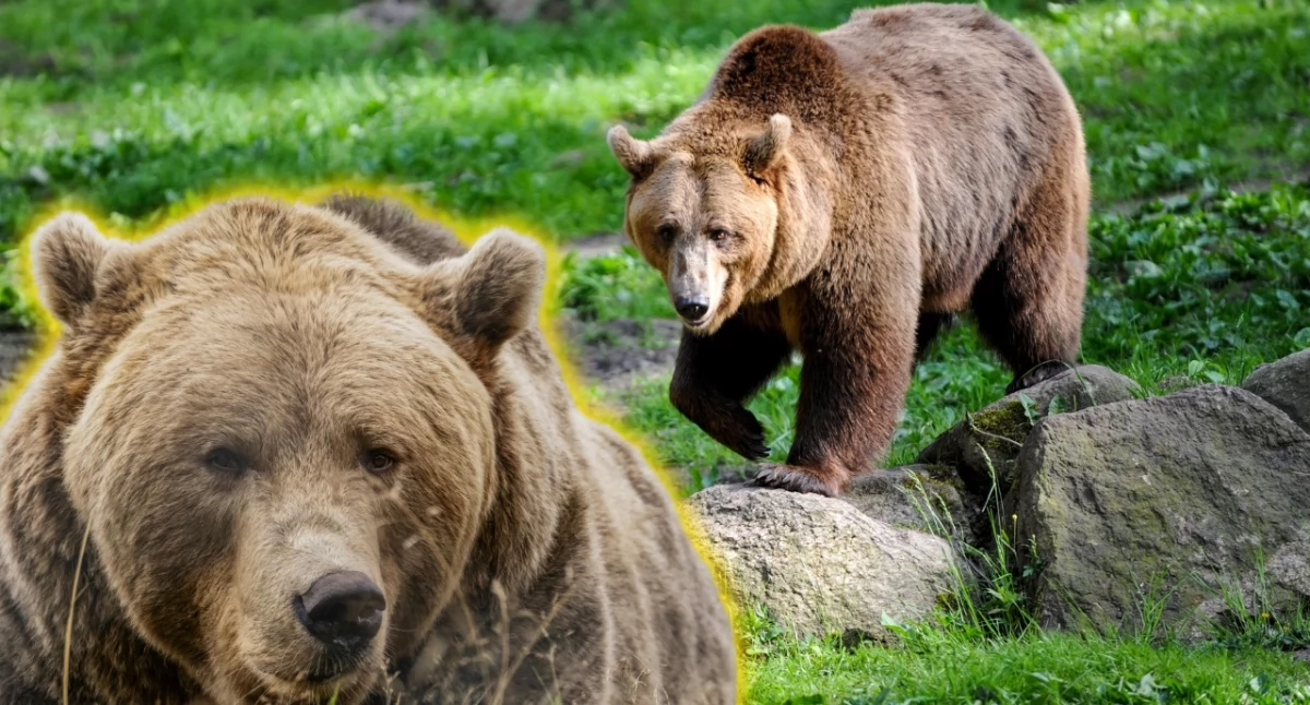 Niedźwiedzie wybudziły się z zimowej gawry. Sprawdź, jak bezpiecznie wędrować po Tatrach