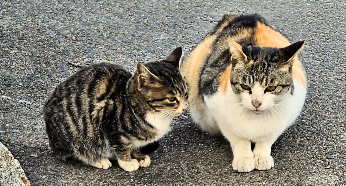 Obowiązkowa rejestracja psów i kotów – nowe przepisy mogą wejść w życie w ciągu kilku lat