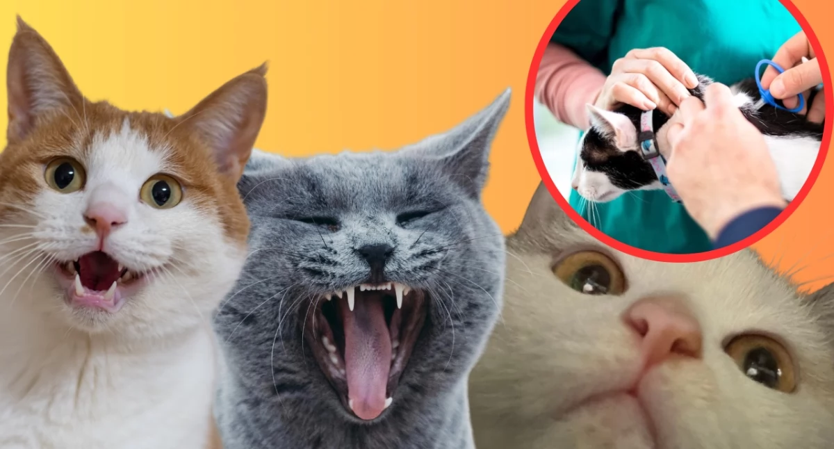 Czipowanie kotów może stać się obowiązkowe. Poznaj szczegóły zmian, które mają ograniczyć bezdomność zwierząt w Polsce