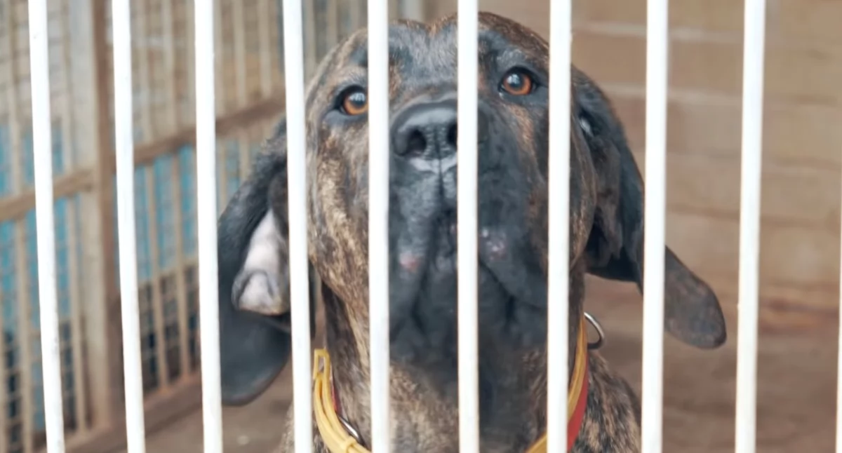 Policja odebrała psy i znalazła broń u 59-latka, który usłyszał zarzuty za znęcanie się nad zwięrzetami