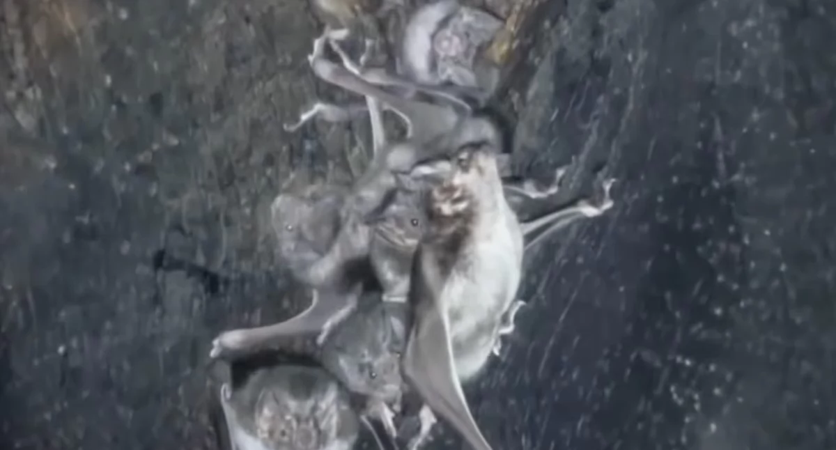 Program Life+ Podkowiec Towers. Nowe schronienia dla nietoperzy w Nadleśnictwie Bielsko