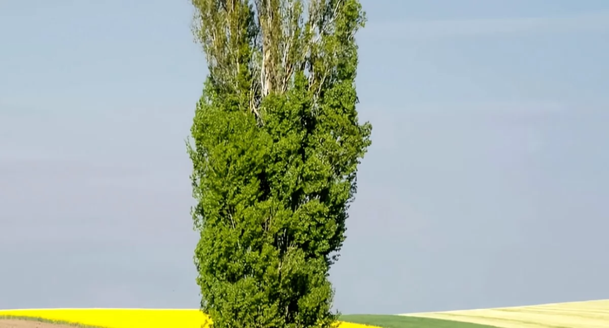 Pomnik przyrody w Warszawie pod ochroną. Spór o topolę na Saskiej Kępie