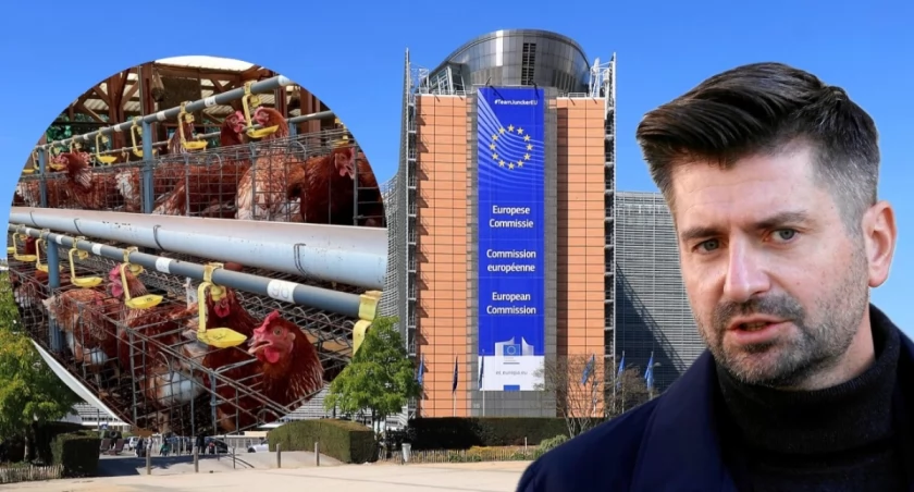 Kury i zwierzęta hodowlane w systemie klatkowym. Krzysztof Śmieszek potwierdza, że Parlament Europejski pracuje nad reformą dobrostanu zwierząt i dopłatami dla rolników przechodzących na hodowlę bezklatkową.