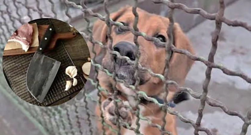 W zamkniętej rzeźni w chińskim Yulin od 2007 roku ginęło średnio piętnaście psów tygodniowo. Łącznie uśmiercono tam ponad 15 tysięcy psów