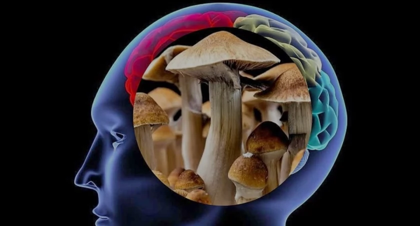 Psylocybina pobudza receptory serotoniny, zwiększając plastyczność mózgu i zmieniając komunikację między jego sieciami. To prawdopodobnie pozwoliło 83-letniej chorej na alzheimera sięgnąć po uśpione zdolności poznawcze