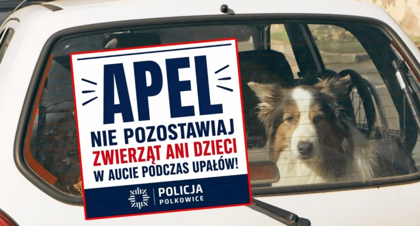 Zostawił psa w rozgrzanym samochodzie, wrócił zwierzę już nie żyło