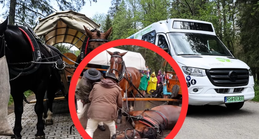 Weterynarze zakończyli badania koni do Morskiego Oka. Większość zwierząt otrzymała zgodę na pracę