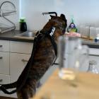 Skoordynowana akcja podlaskiej policji. Rozbito gang narkotykowy